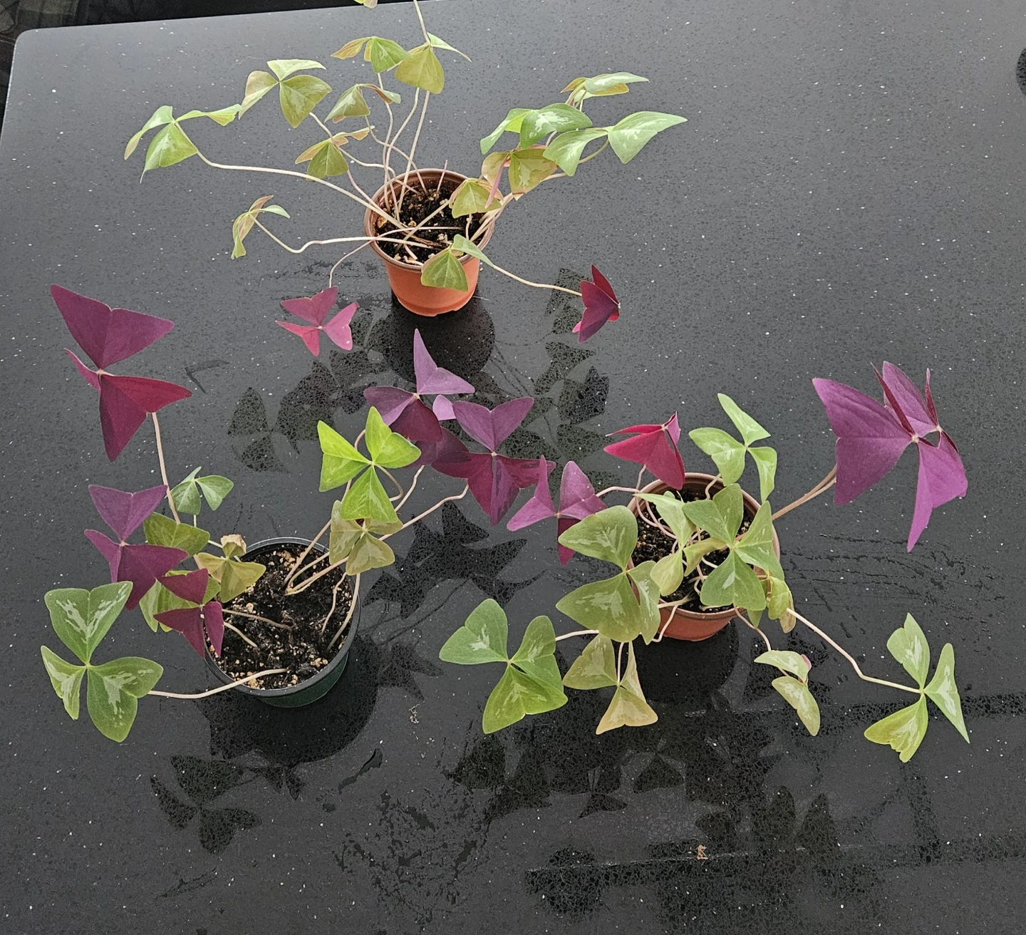 Assorted Potted Plants - Oxalis, Begonia, Pilea, Scindapsus - photo 2