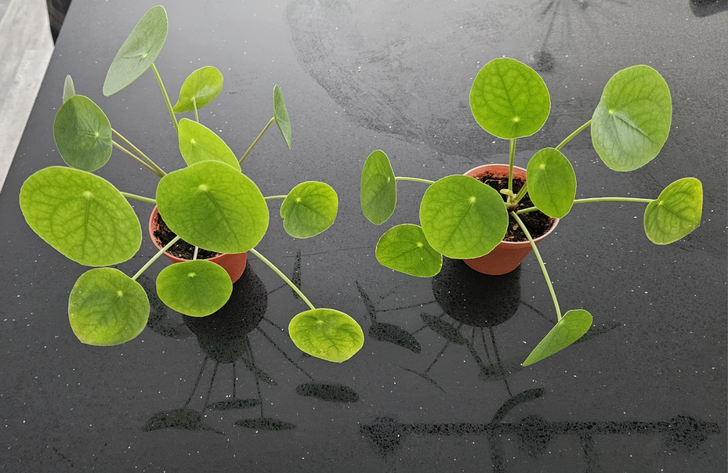 Assorted Potted Plants - Oxalis, Begonia, Pilea, Scindapsus - photo 3