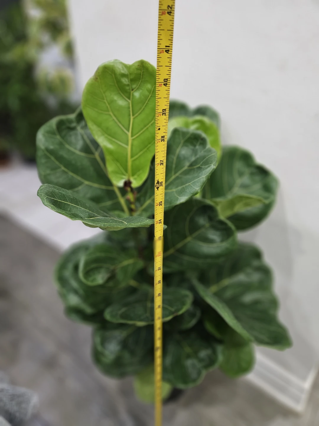 Fiddle Leaf Fig Plant - photo 2