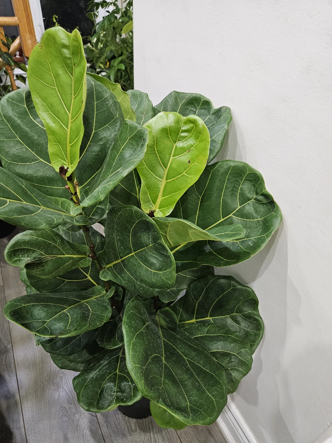 Fiddle Leaf Fig Plant - photo 4