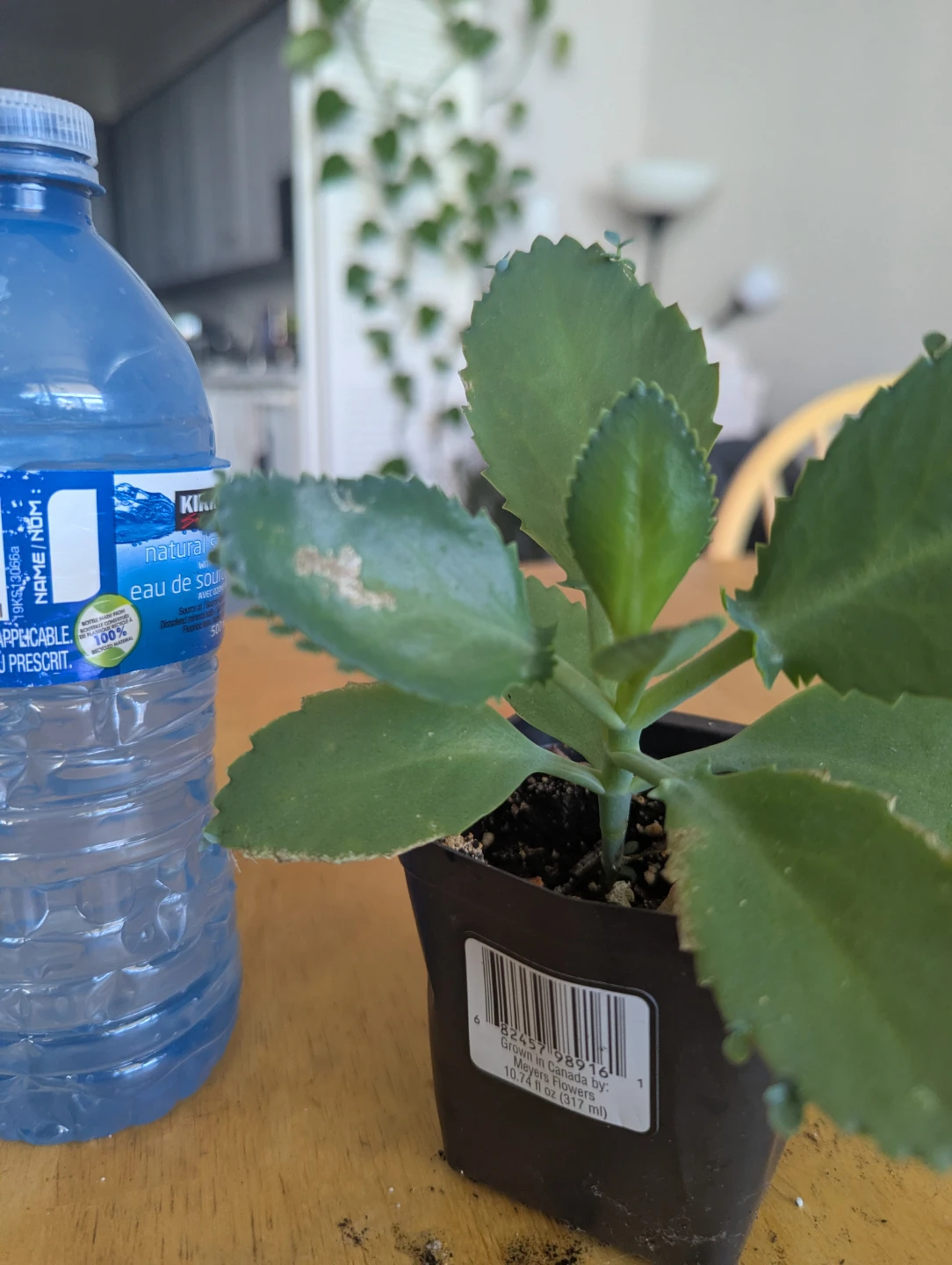 Kalanchoe "Mother of Thousands" Plant