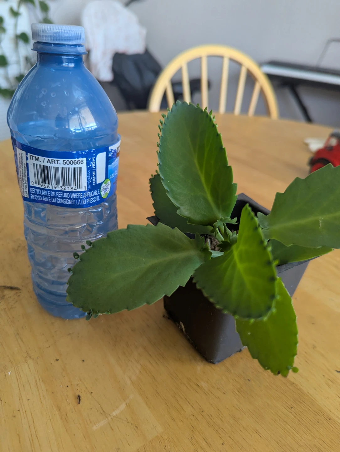 Kalanchoe "Mother of Thousands" Plant - photo 2