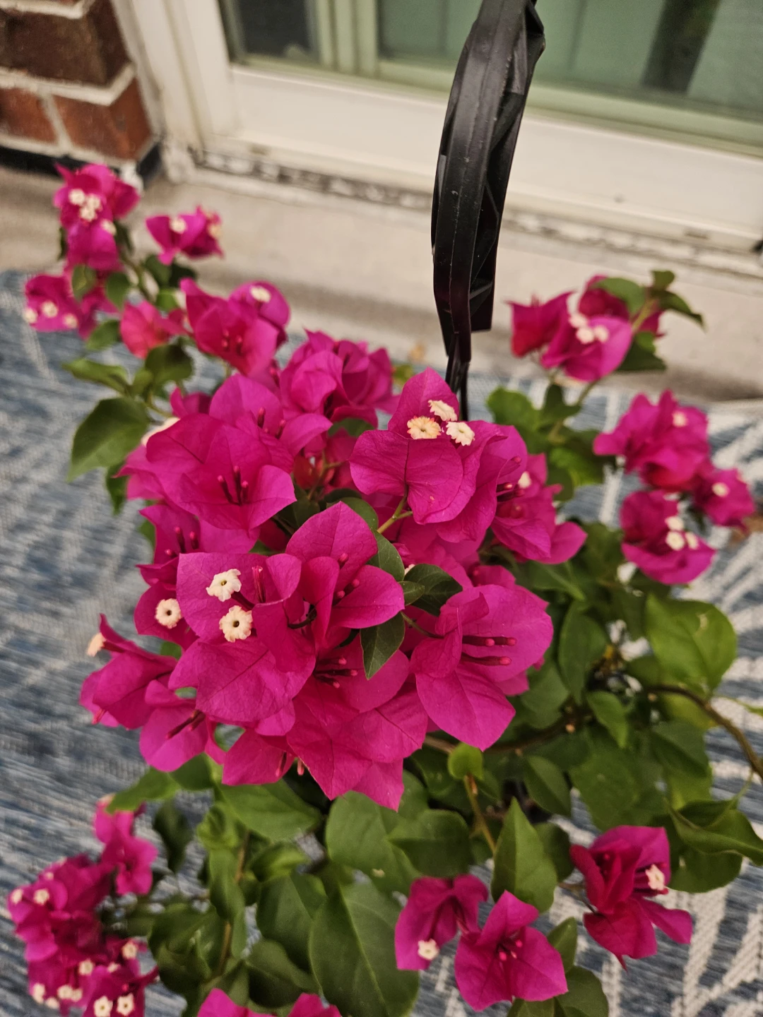 Hanging Pink Bougainvillea Plant - photo 2