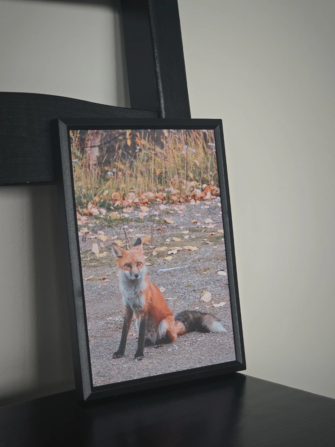 Framed Fox Photo