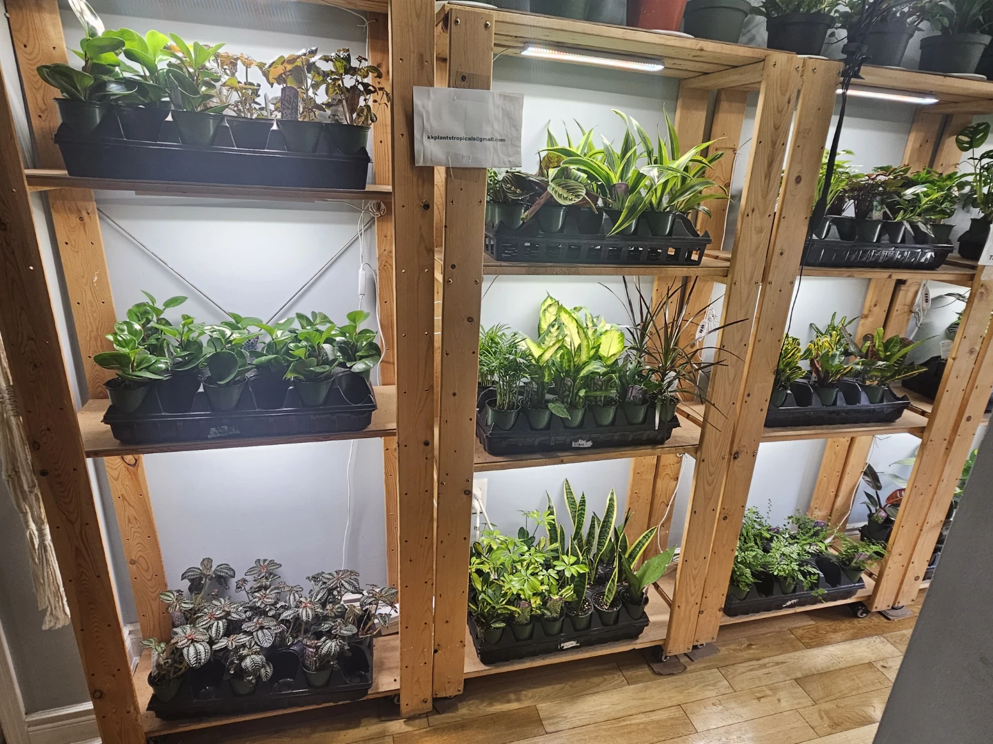 Assorted indoor Tropical Plants ( $5 each or 3 for $13)