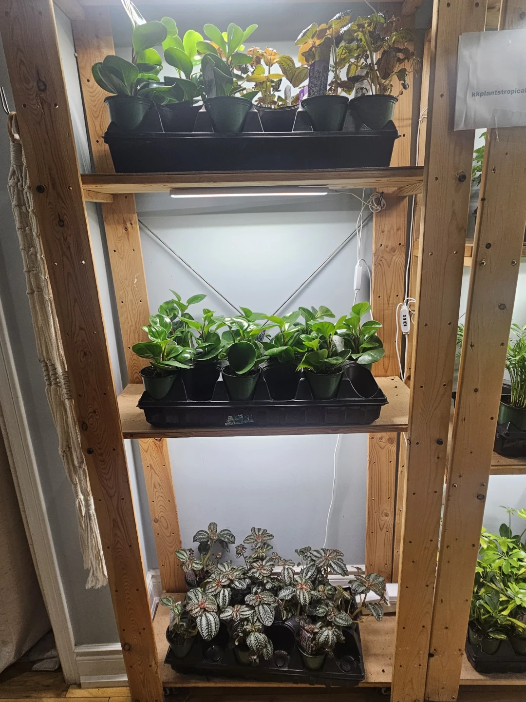 Assorted indoor Tropical Plants ( $5 each or 3 for $13) - photo 2