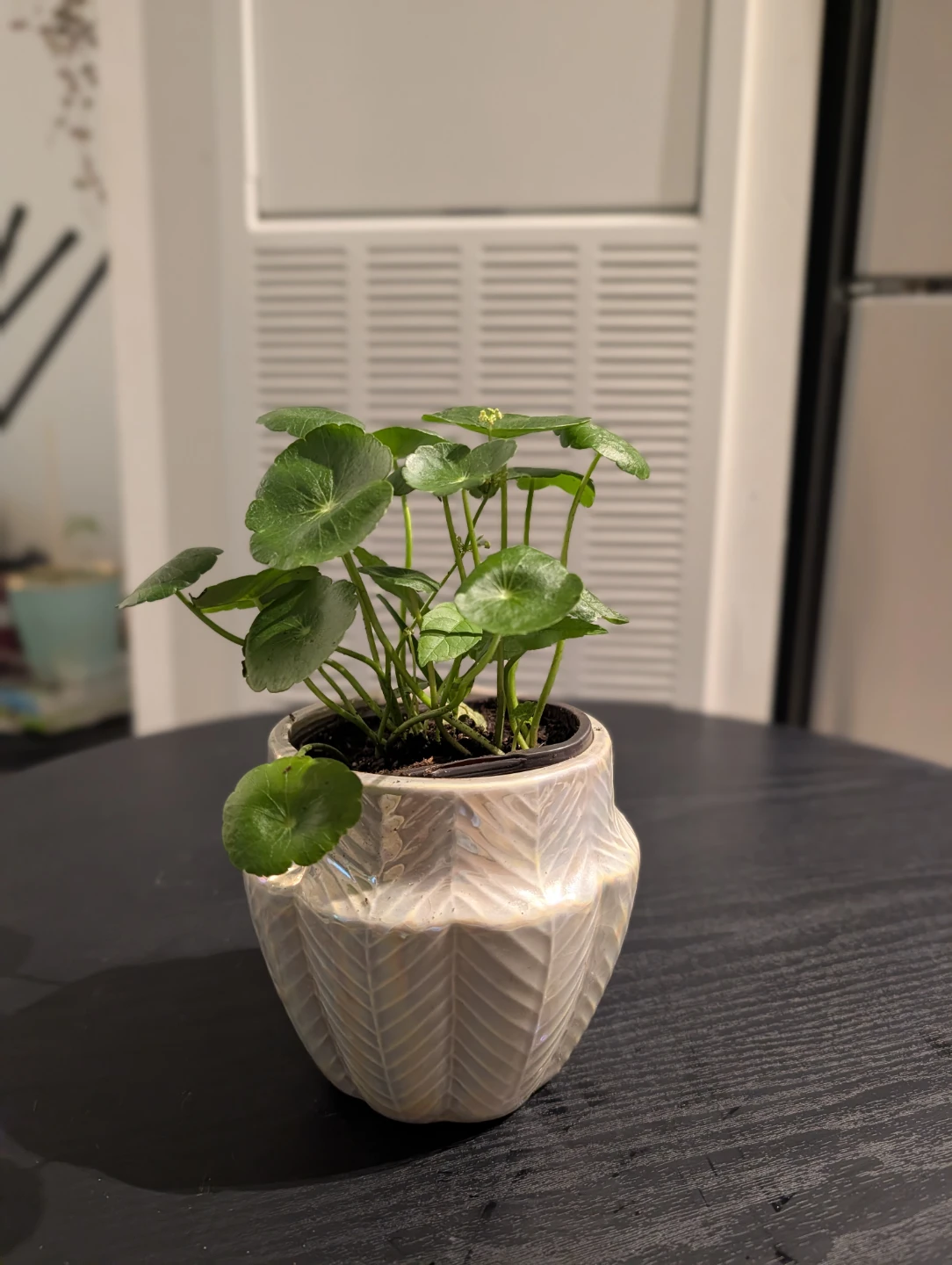 Pickup today - Assorted Potted Plants - Please offer and pick - photo 3