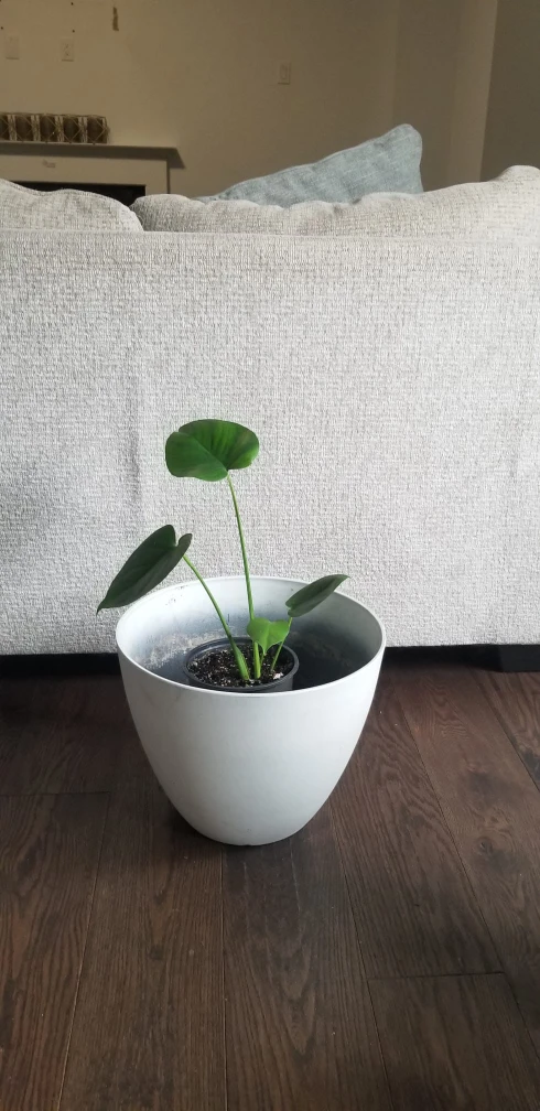Assorted Potted Houseplants