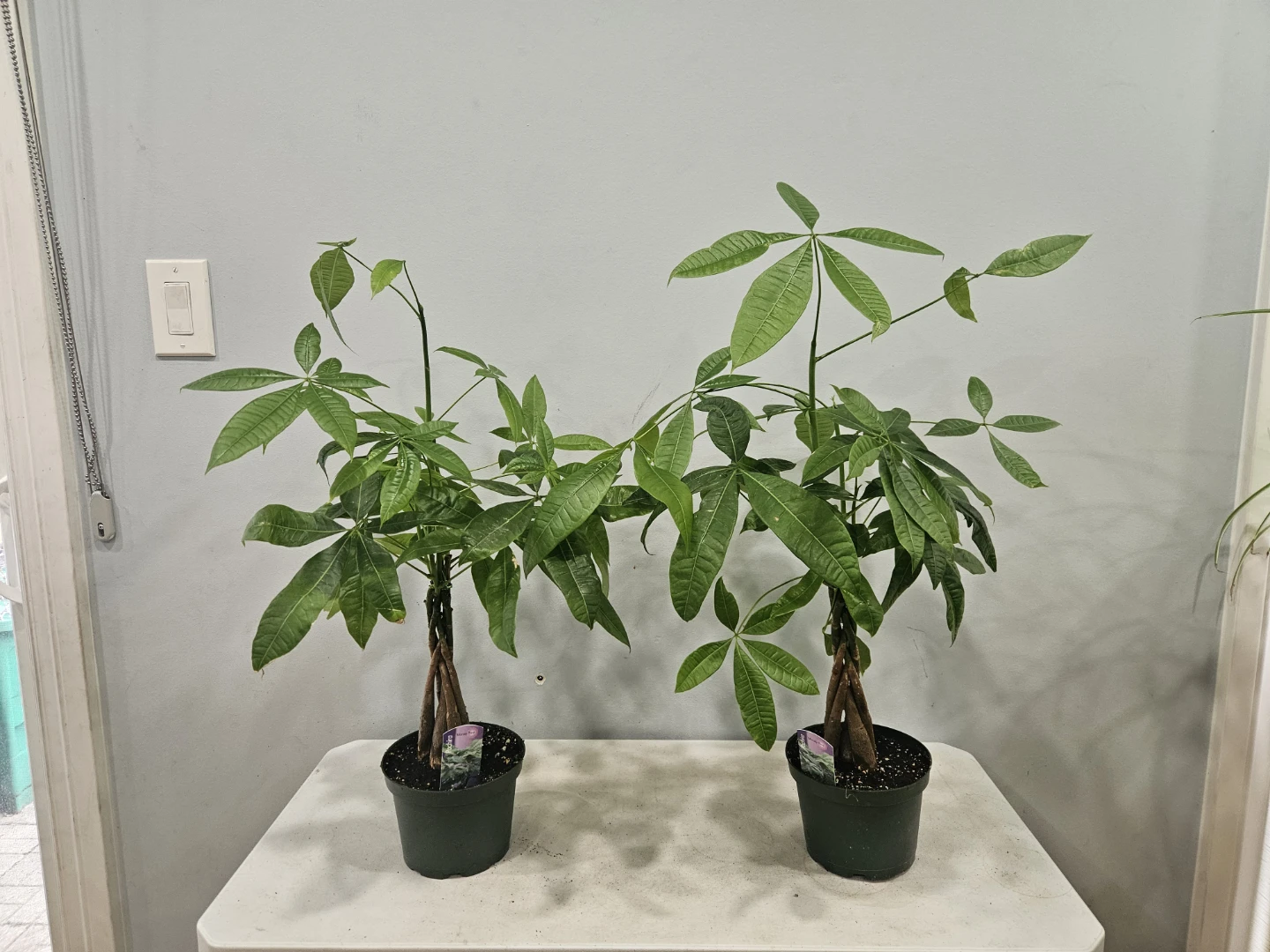 Braided Lucky Money Tree (pachira)  Plants