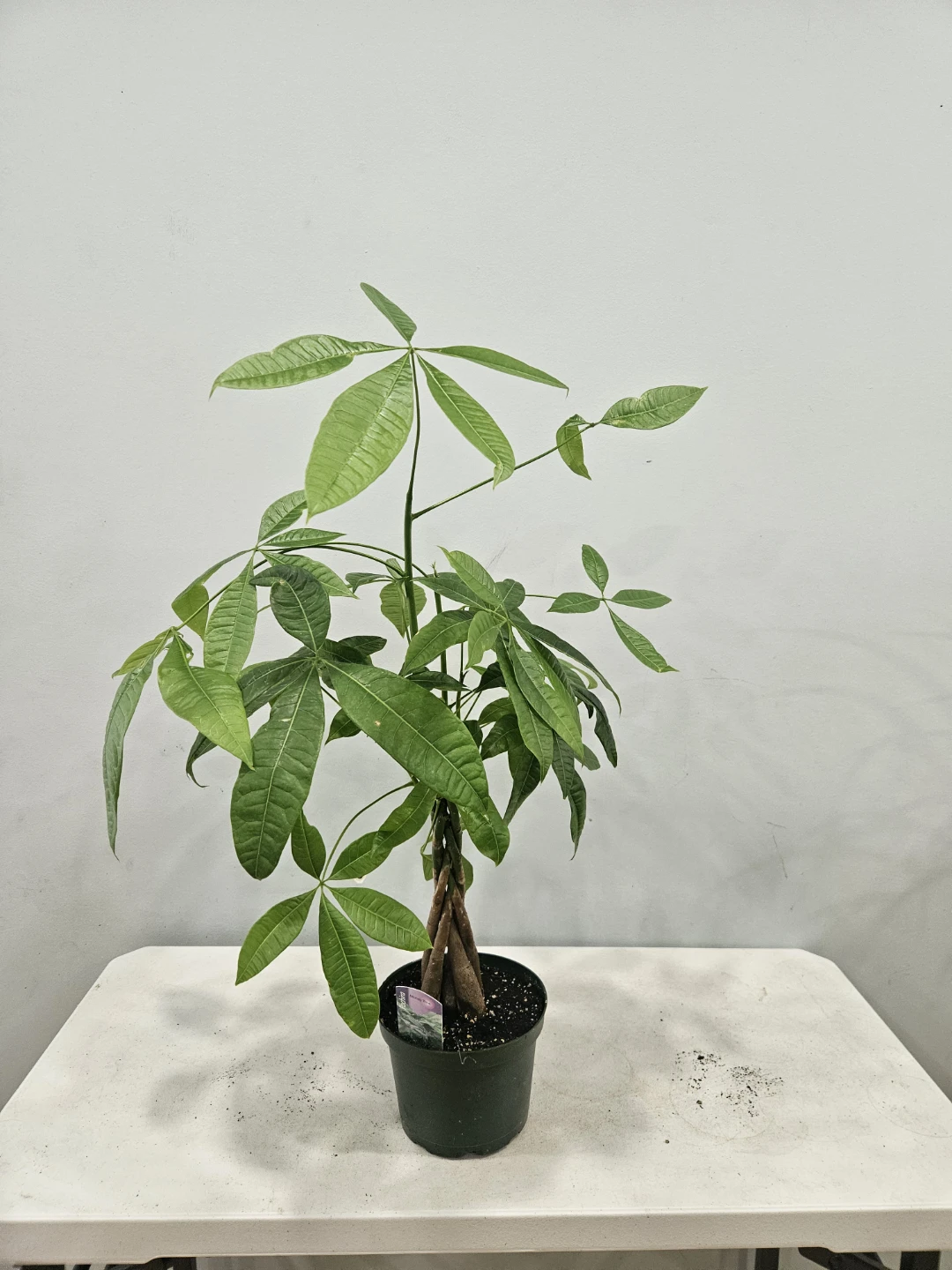 Braided Lucky Money Tree (pachira)  Plants - photo 2