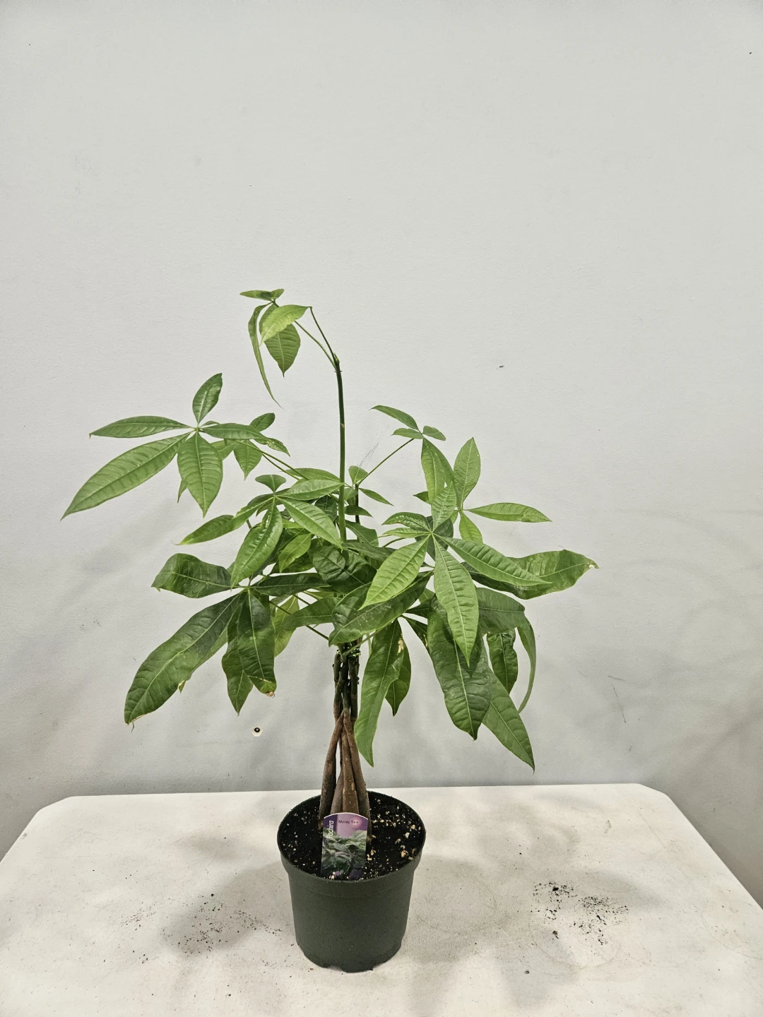Braided Lucky Money Tree (pachira)  Plants - photo 3