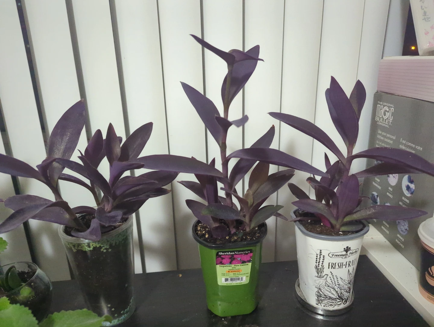 Purple Heart Plant