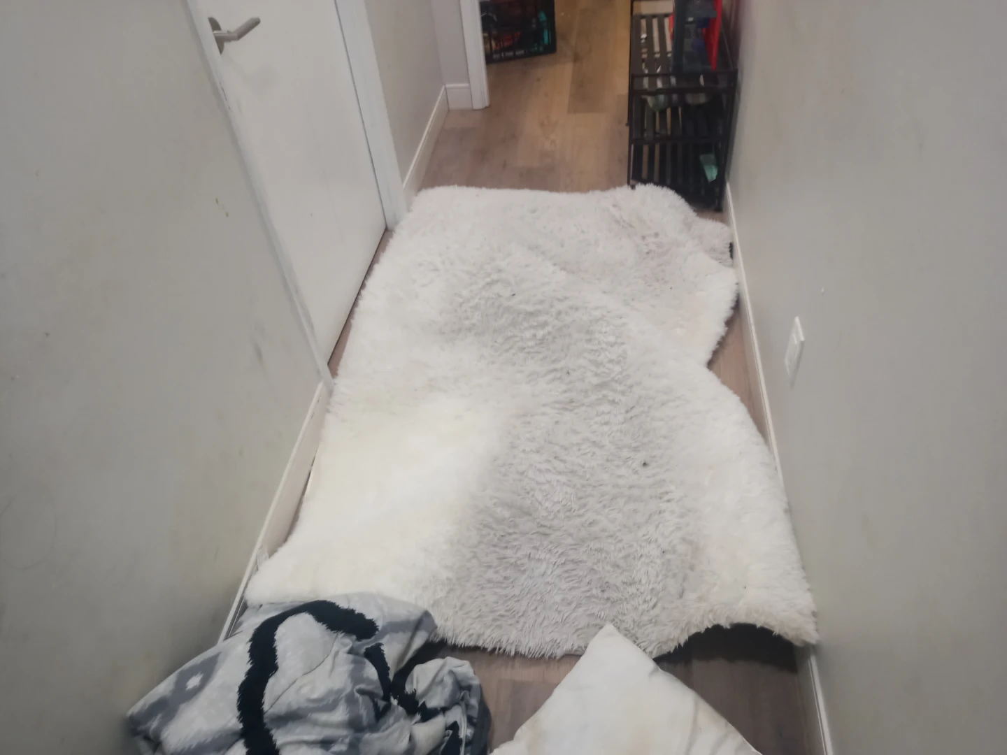 White Shag Rug