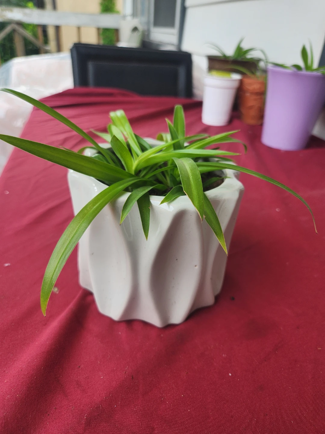 Spider Plant in 5.5" White ceramic Geometric Pot