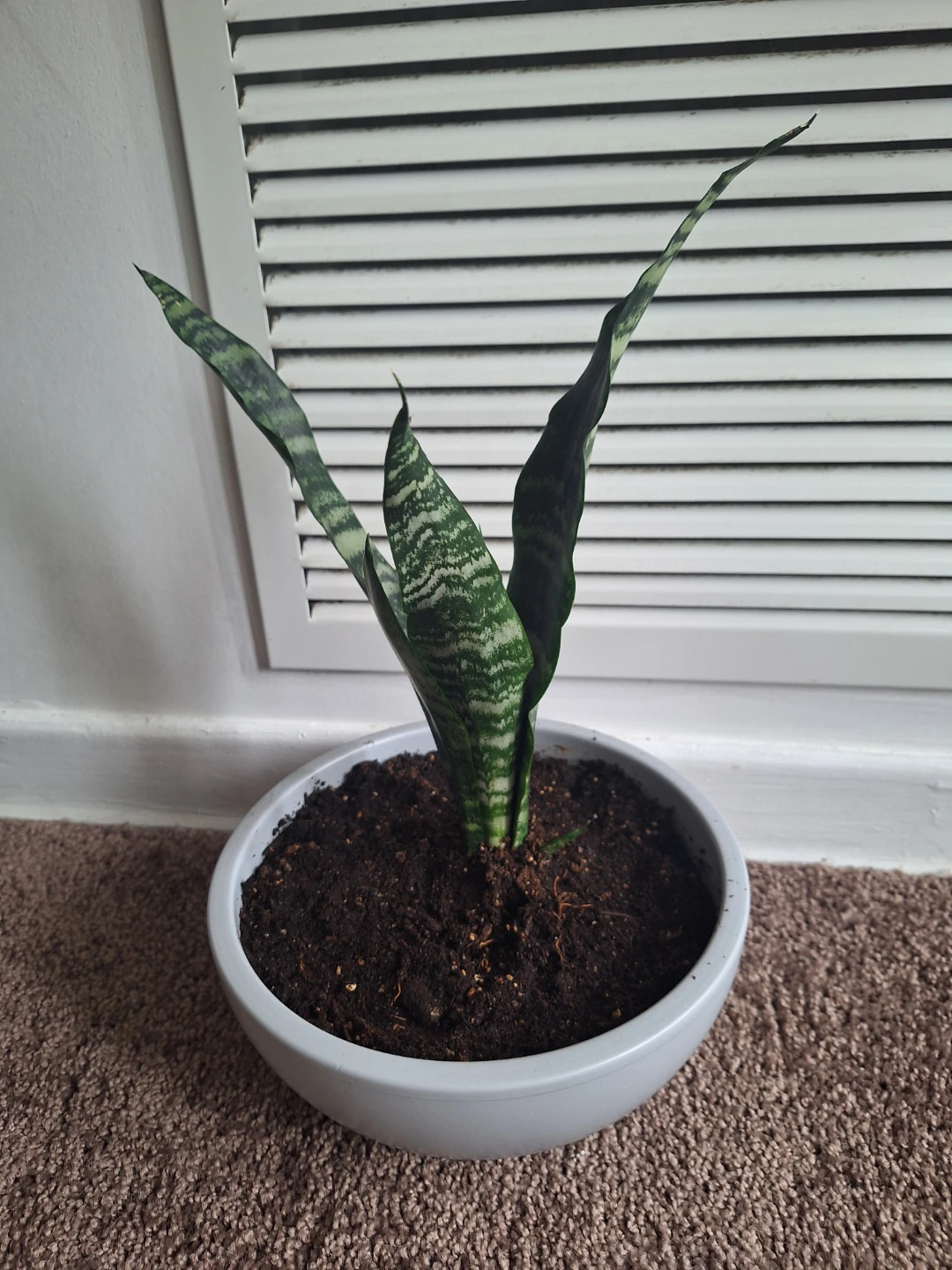 Snake Plant in Pot
