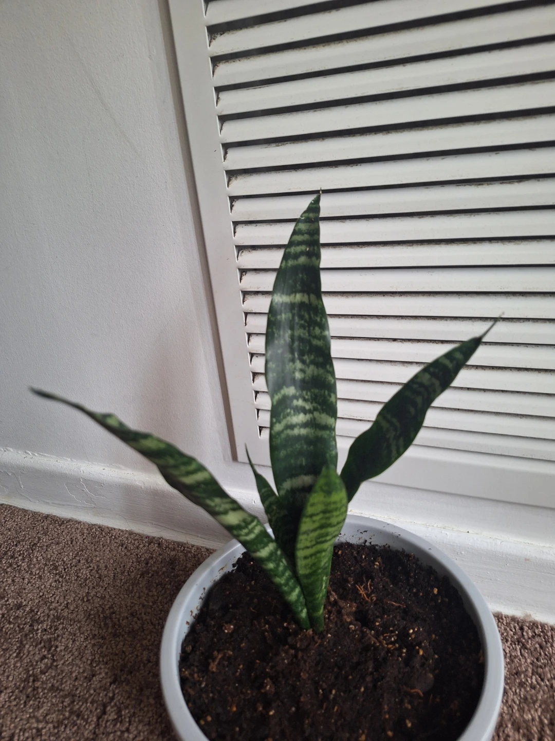 Snake Plant in Pot - photo 3