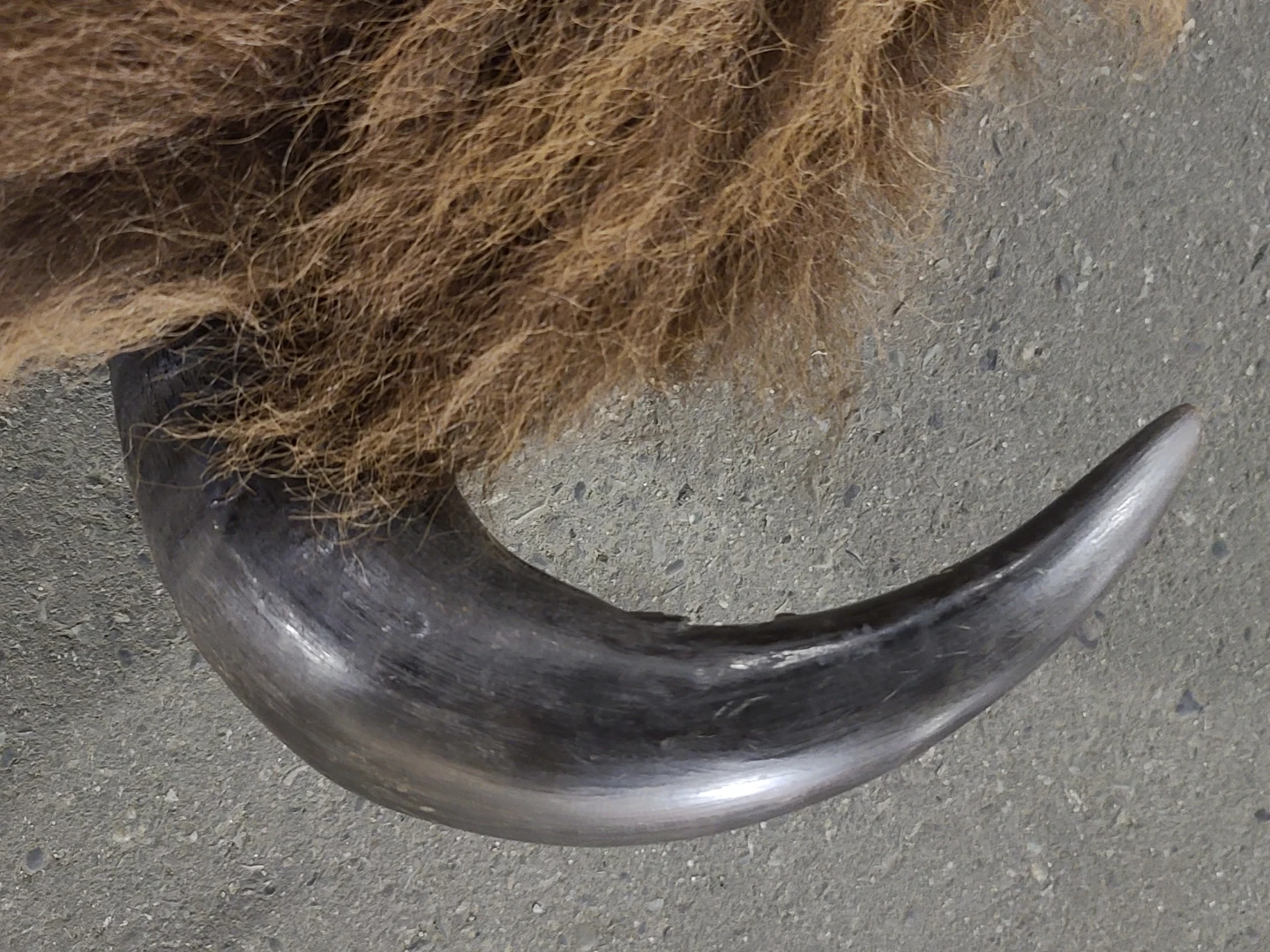 Buffalo Horns to mount on wall - photo 2