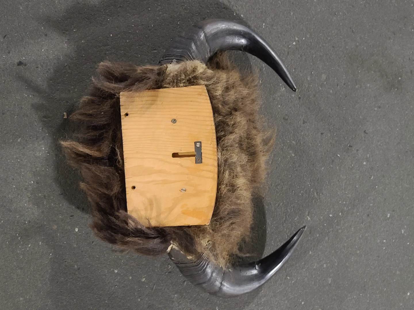 Buffalo Horns to mount on wall - photo 3