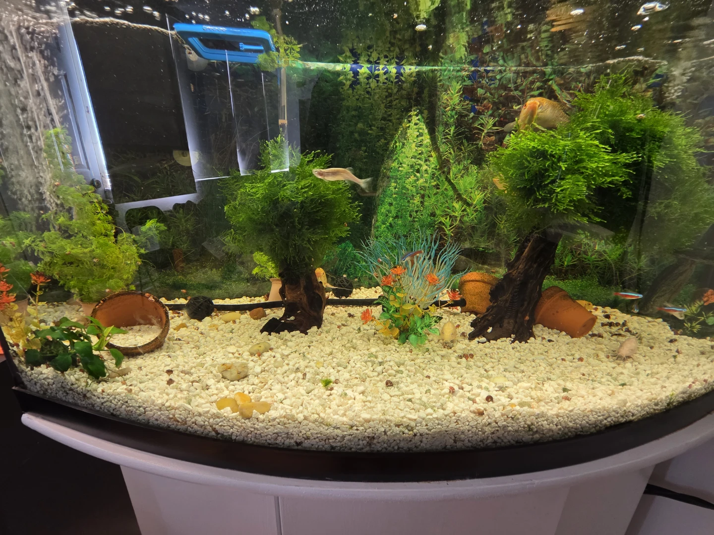 Curved Front Aquarium with Stand 45 Gallons - photo 2