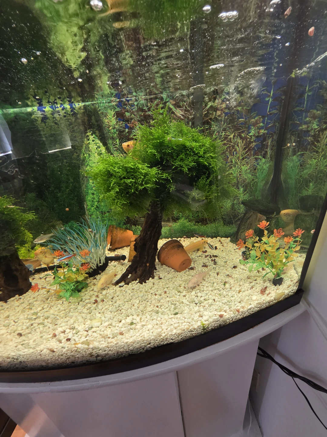 Curved Front Aquarium with Stand 45 Gallons - photo 3
