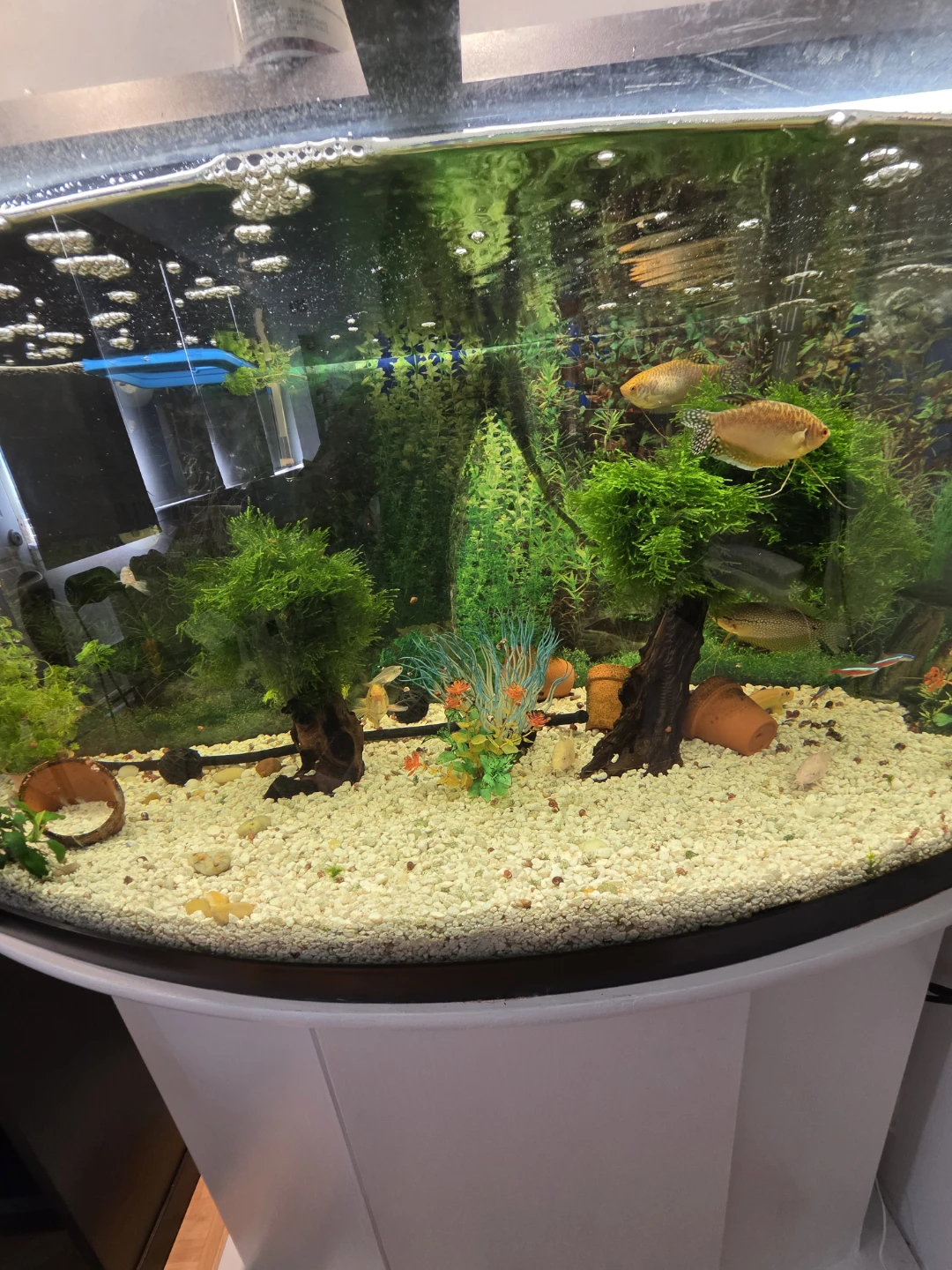 Curved Front Aquarium with Stand 45 Gallons - photo 5