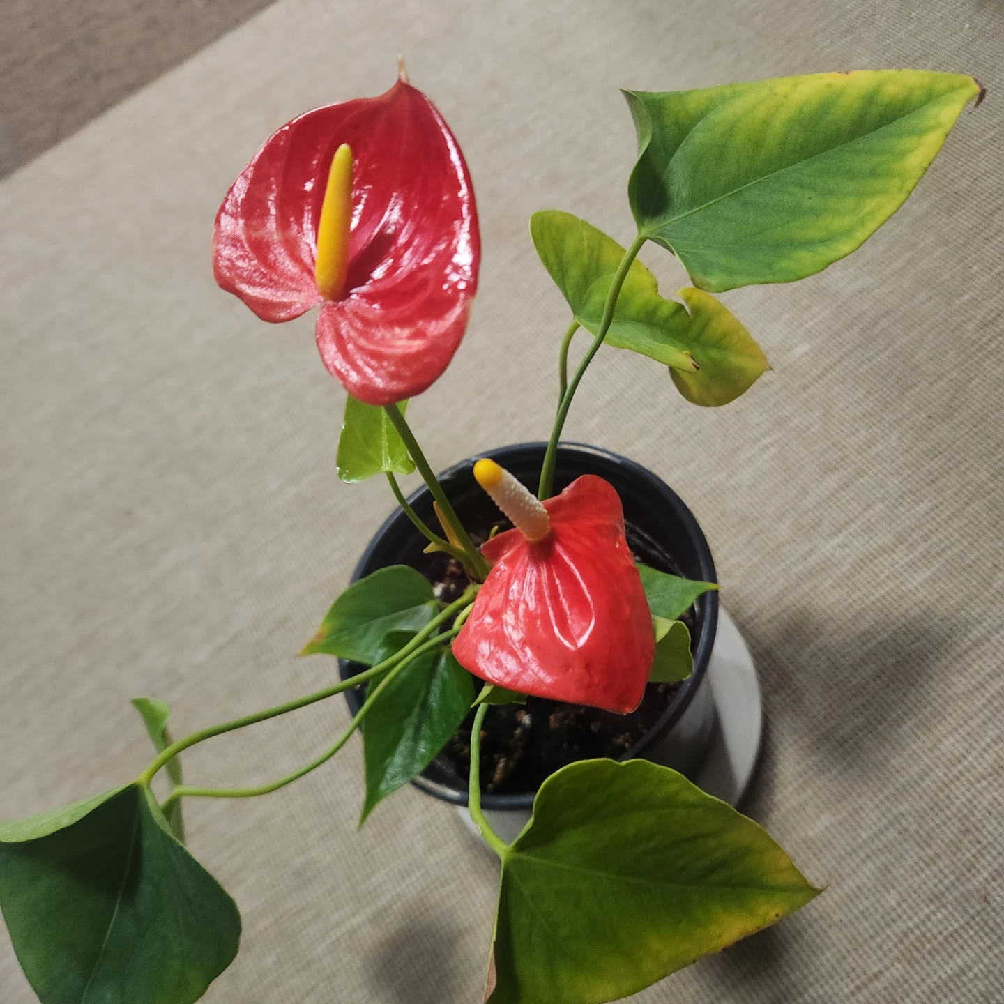 Potted Anthurium Plant - photo 3