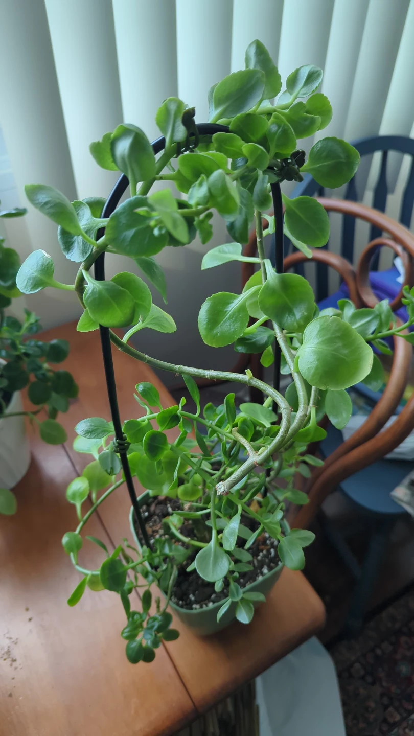 Succulent Plant