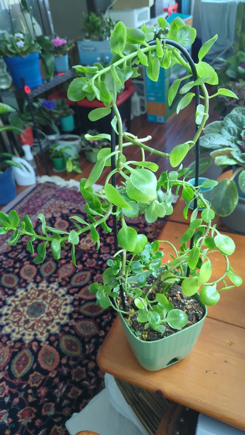 Succulent Plant - photo 2