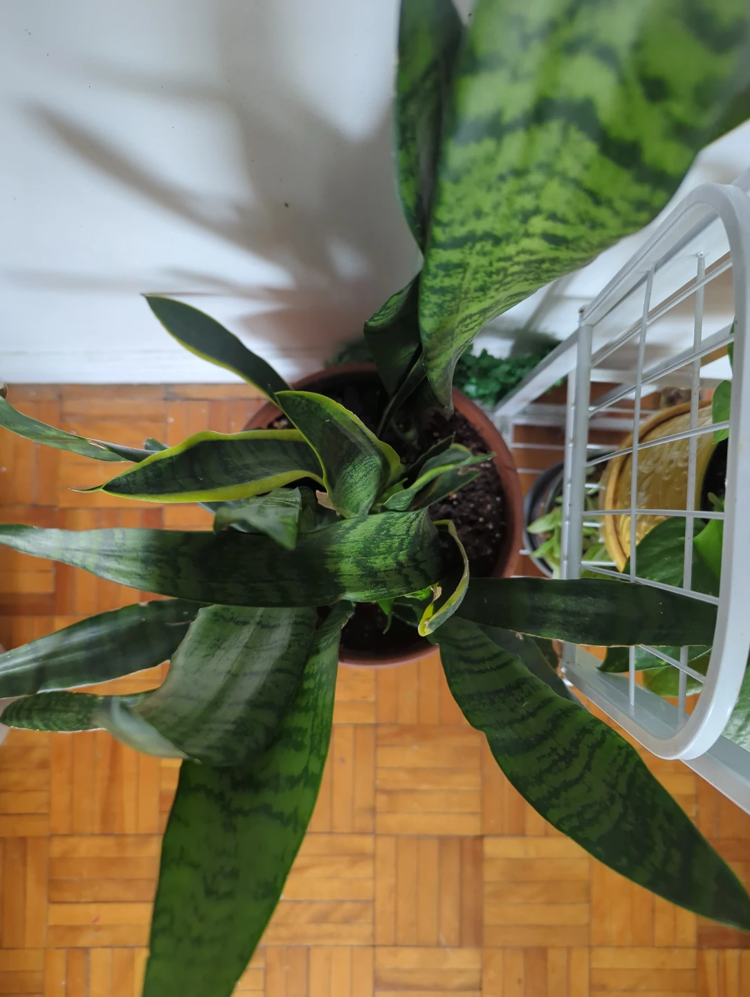 Snake Plant in Terra Cotta Pot - photo 4