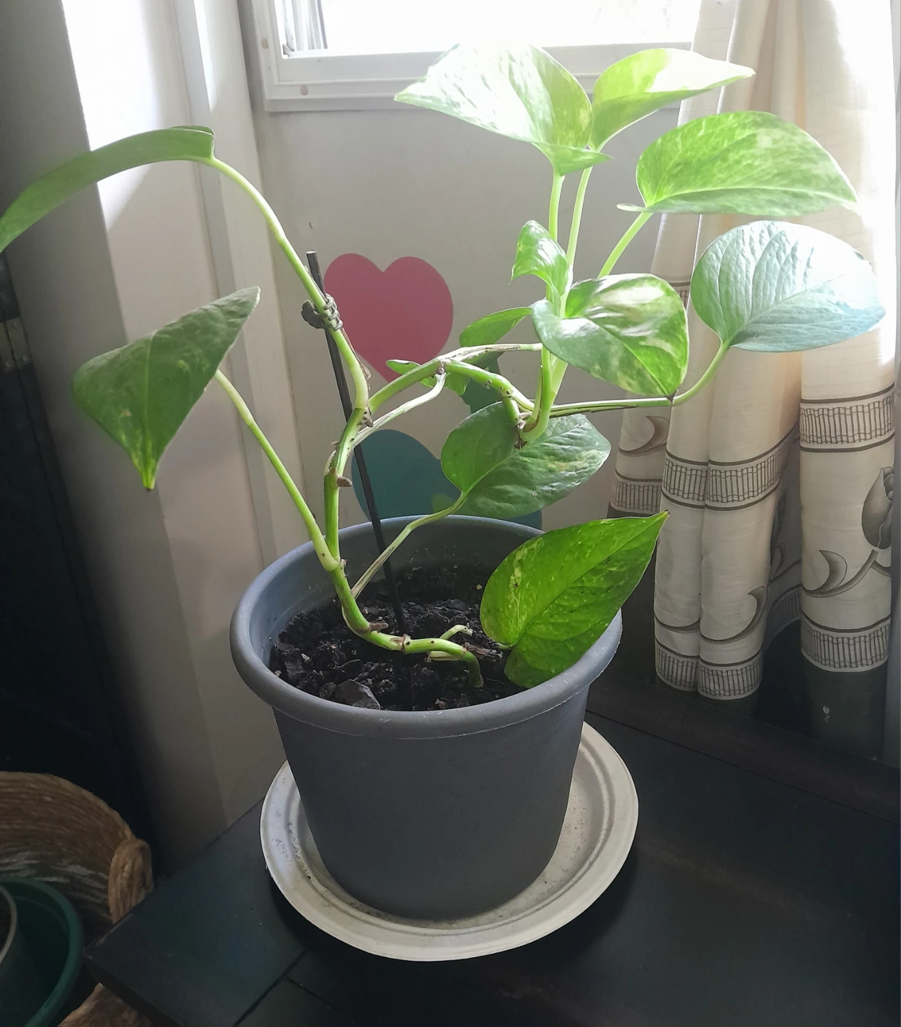 Pothos Plant in Grey Pot