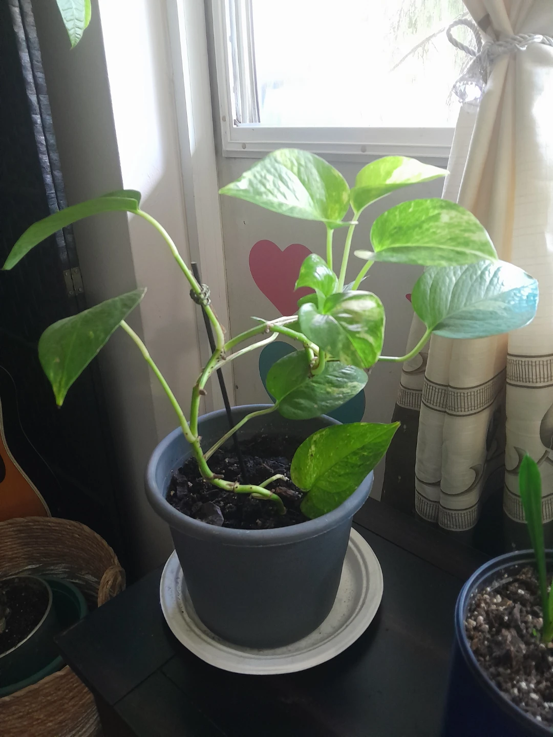 Pothos Plant in Grey Pot - photo 2