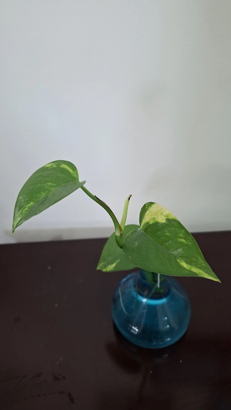Pothos Plant Cutting in Blue Glass Vase - photo 2