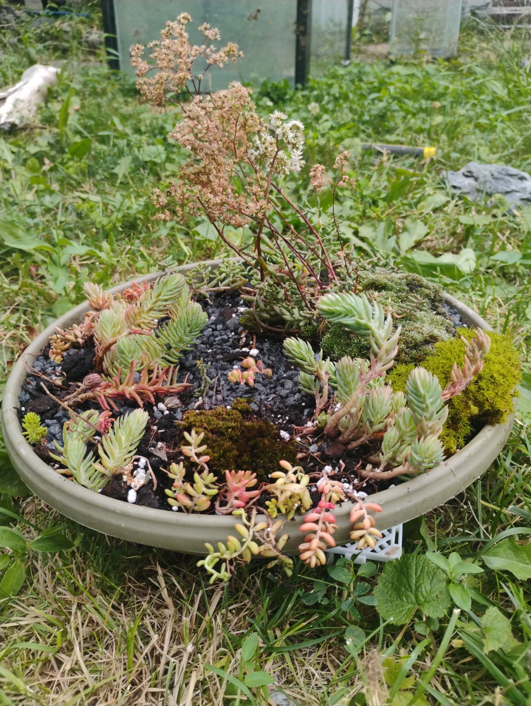 Succulent dish garden 🏡