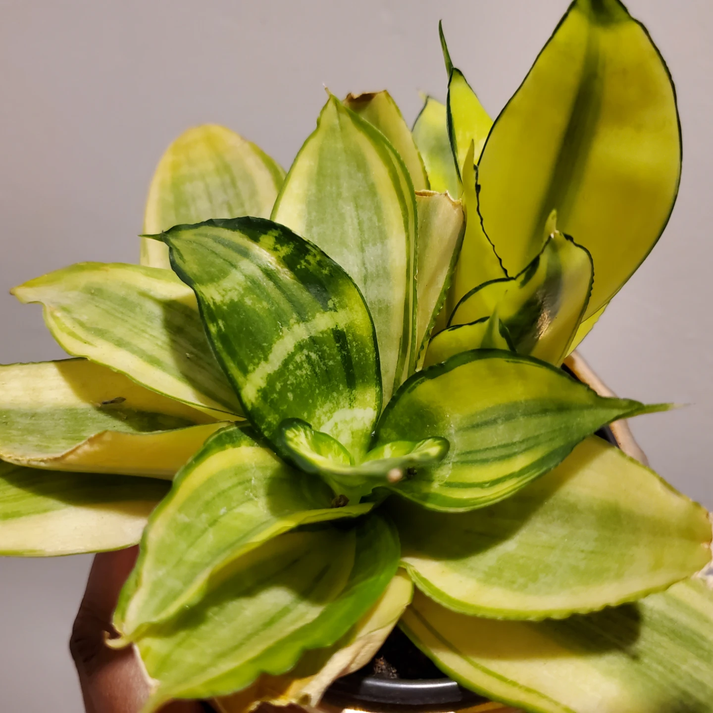 Variegated snake plant baby