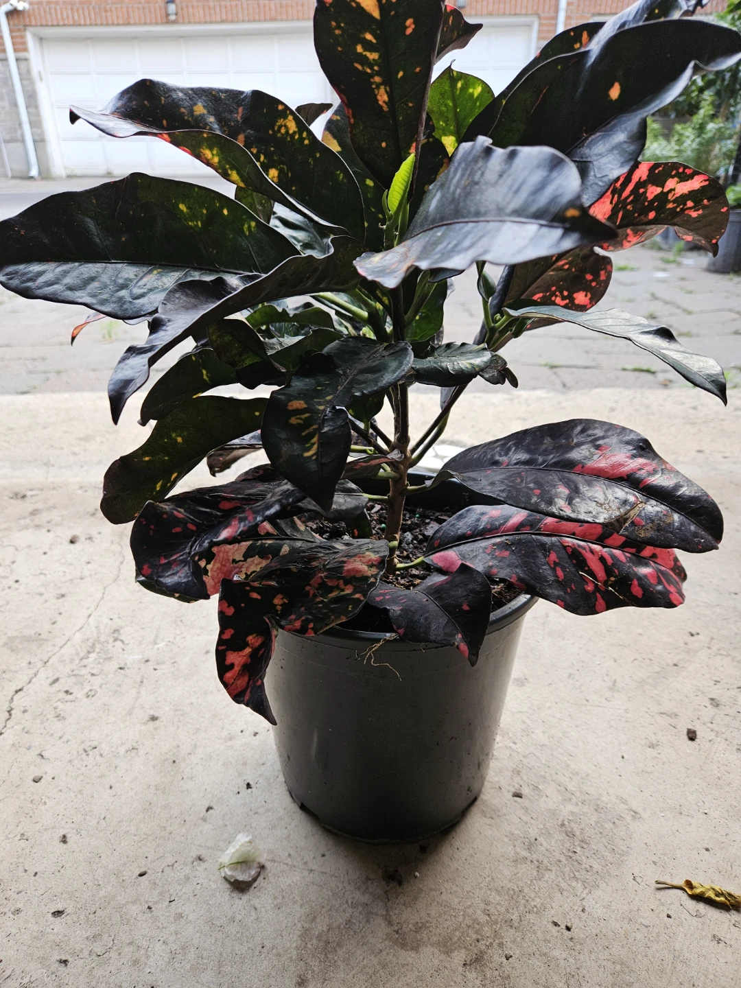 Croton Plant