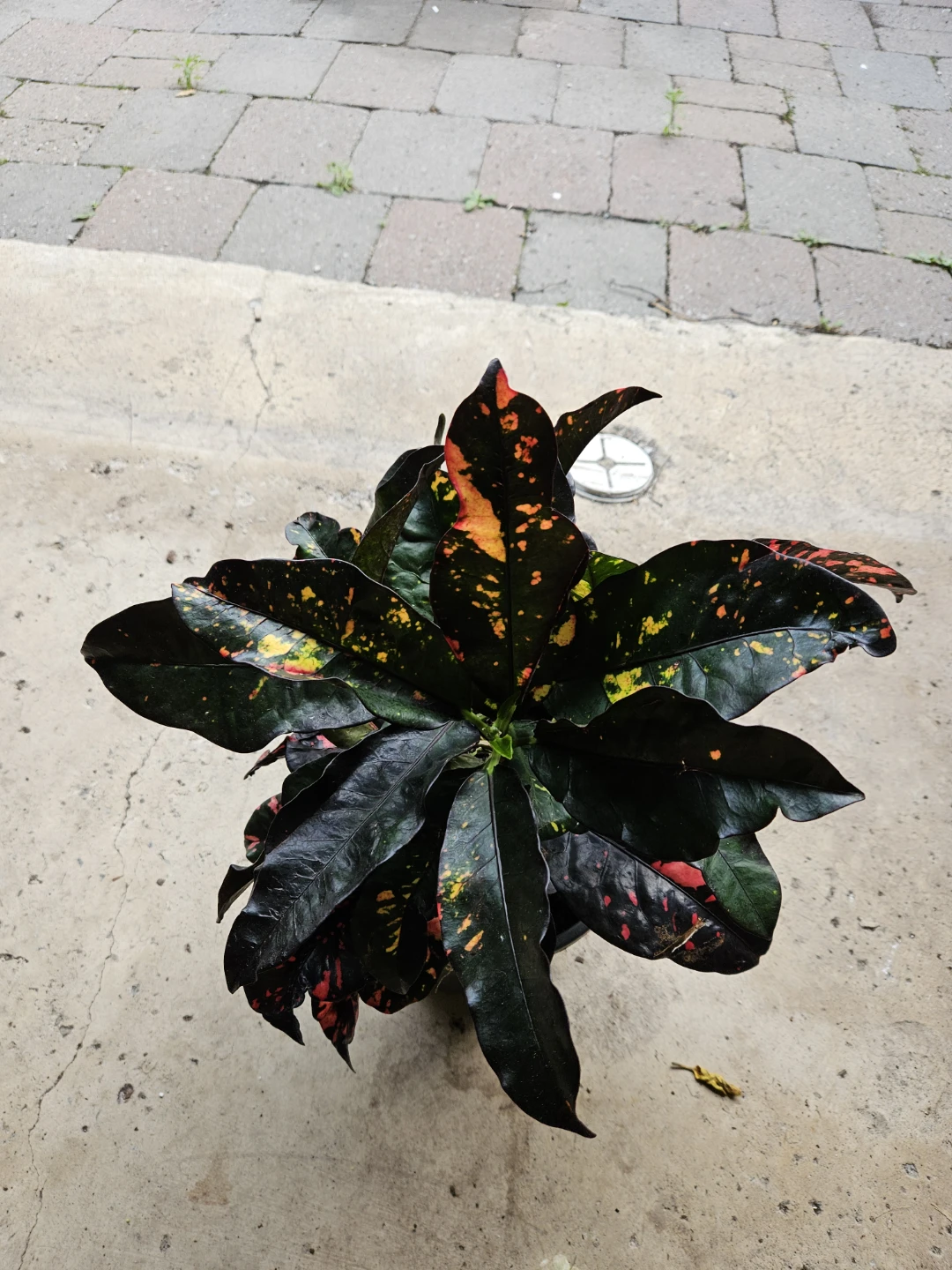 Croton Plant - photo 2