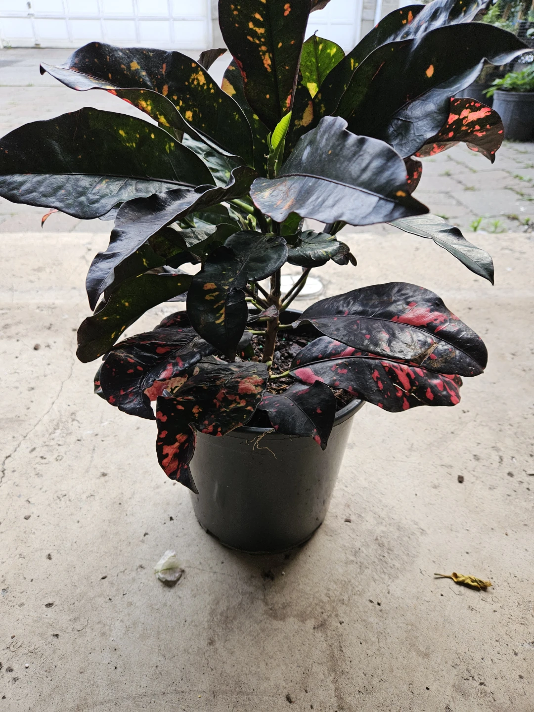 Croton Plant - photo 3