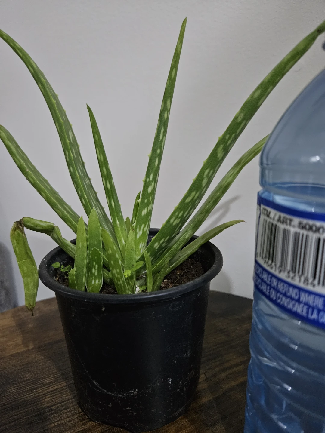 Potted Aloe Vera Plant