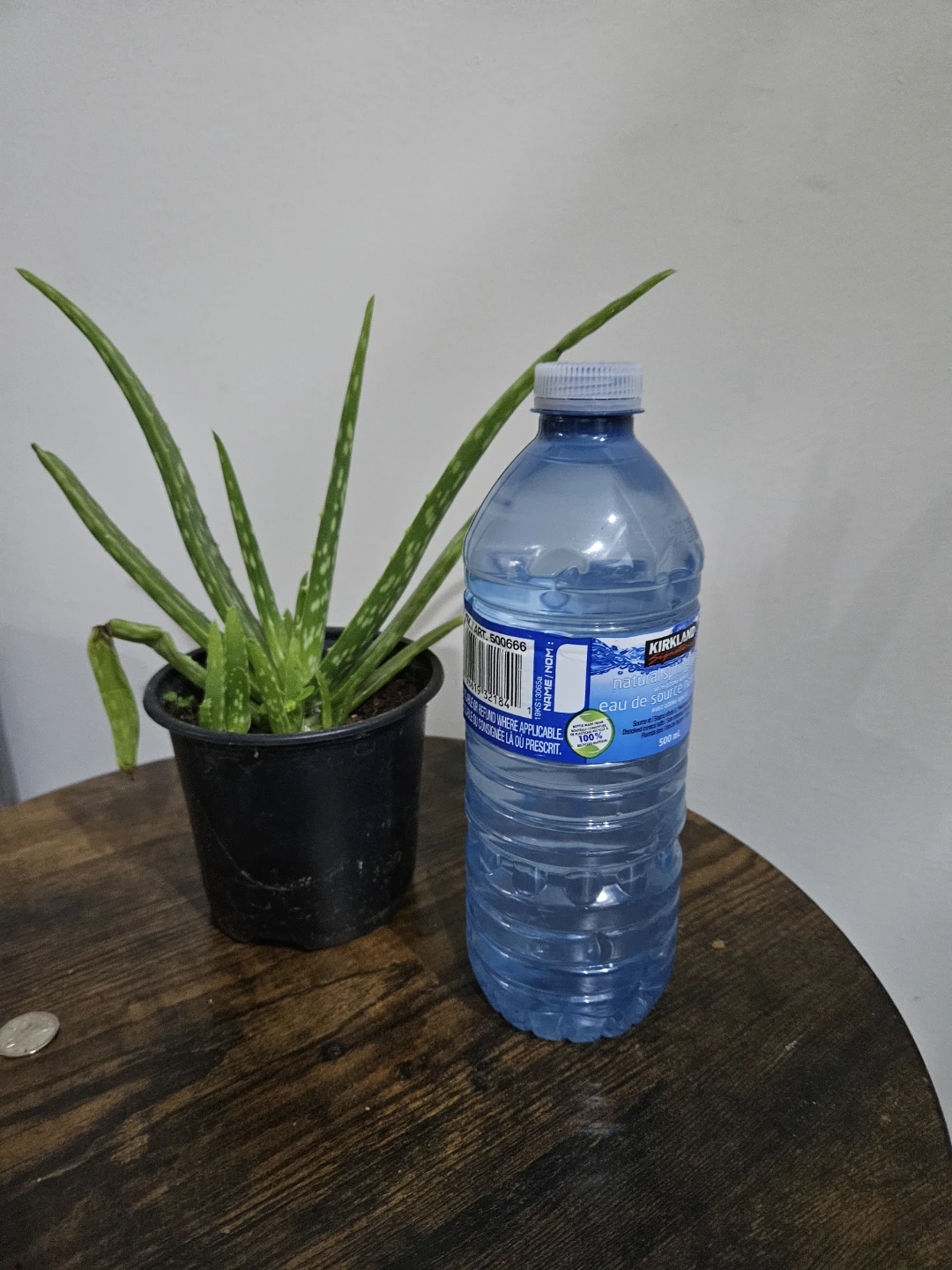 Potted Aloe Vera Plant - photo 2