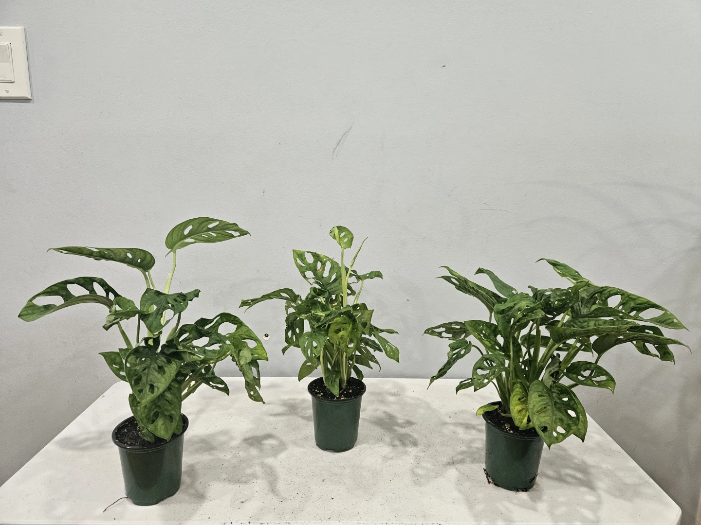 Monstera Swiss Cheese Adansonii Plant - photo 2