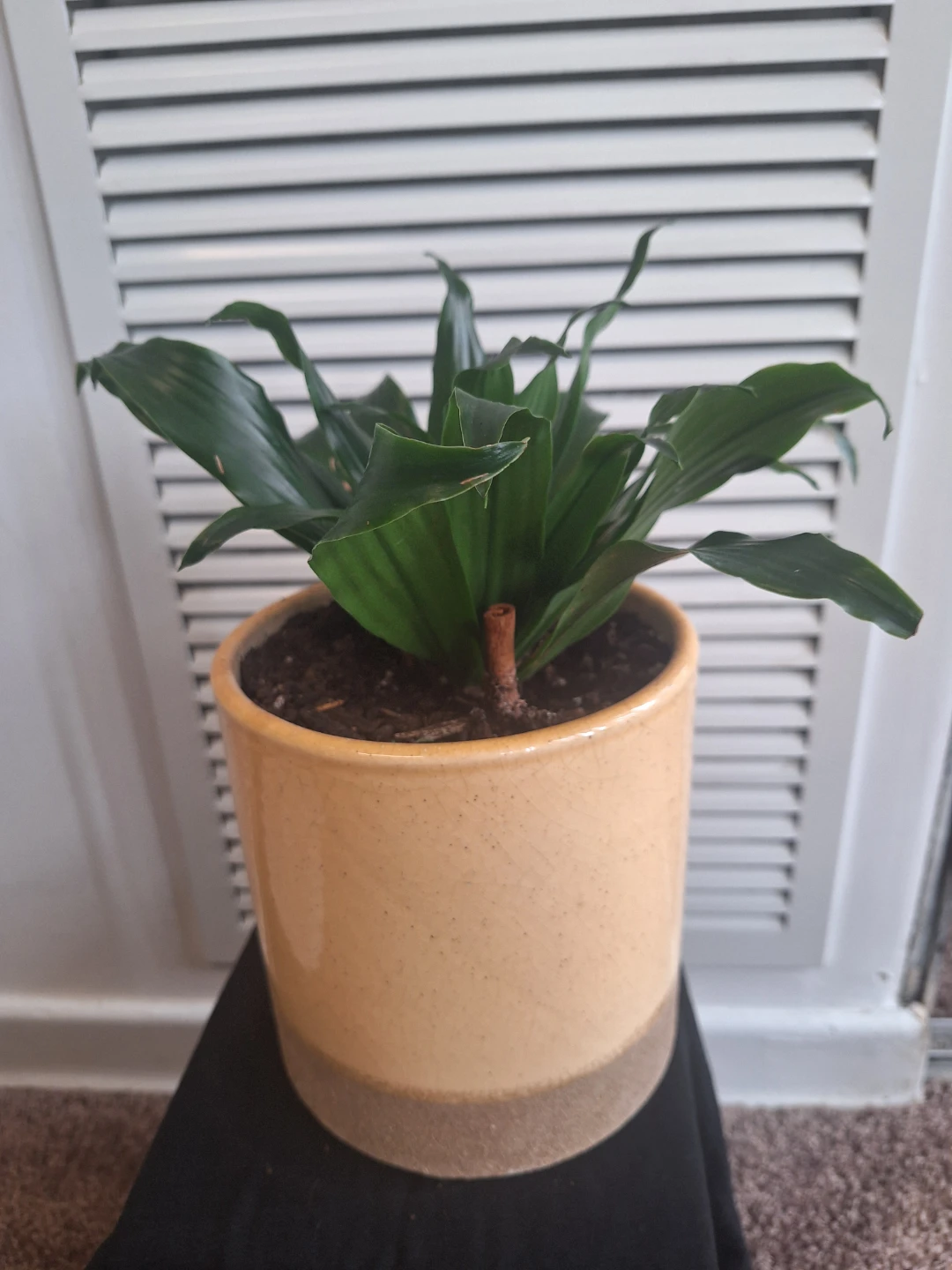 Dracaena fragrans Compacta in Yellow Ceramic Pot