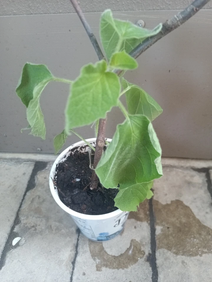 Physalis/Goldenberry Plant - photo 2