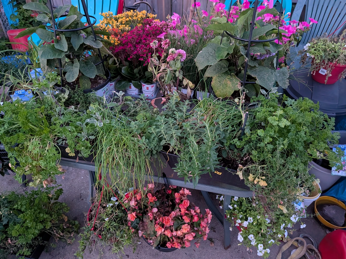 Assorted Potted Plants for Sale most $10 to $5