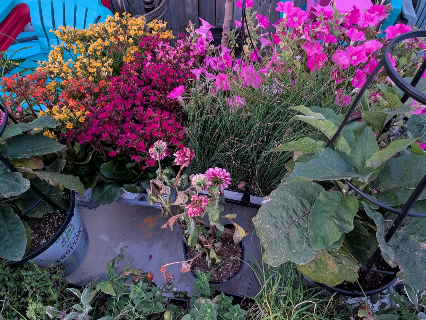 Assorted Potted Plants for Sale most $10 to $5 - photo 2