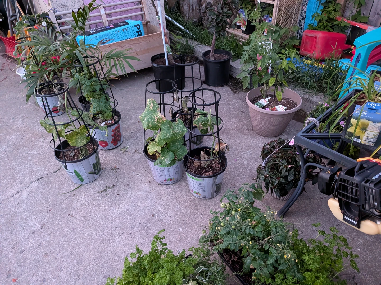 Assorted Potted Plants for Sale most $10 to $5 - photo 3