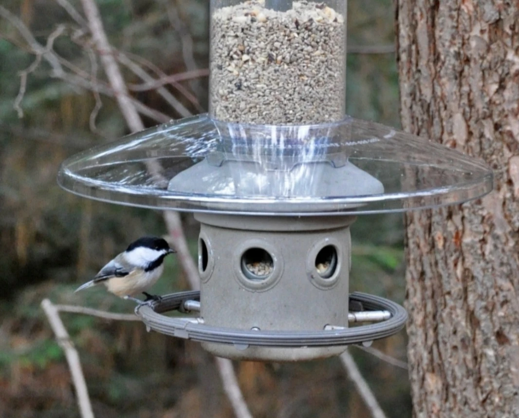 Bird Feeder Squirrel Proof - Wild Birds Unlimited ELIMINATOR - photo 3