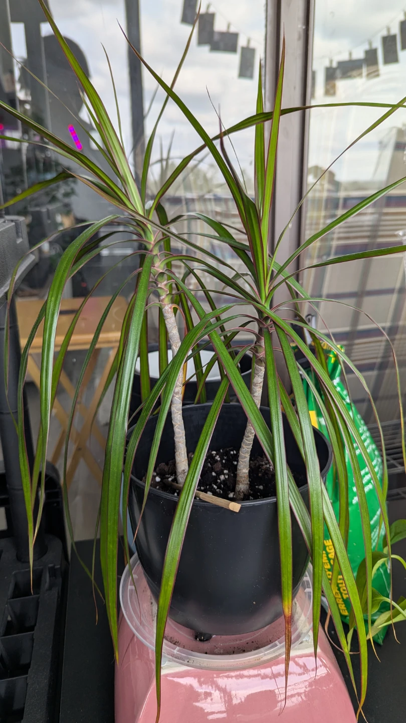Dracaena Plant in Black Pot