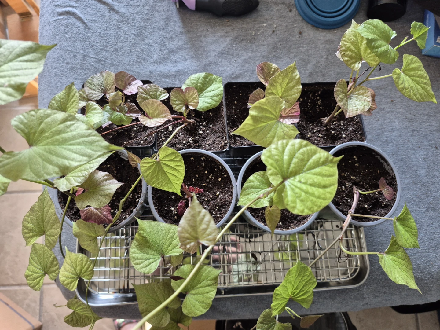 Sweet potato slips. Make me an offer.