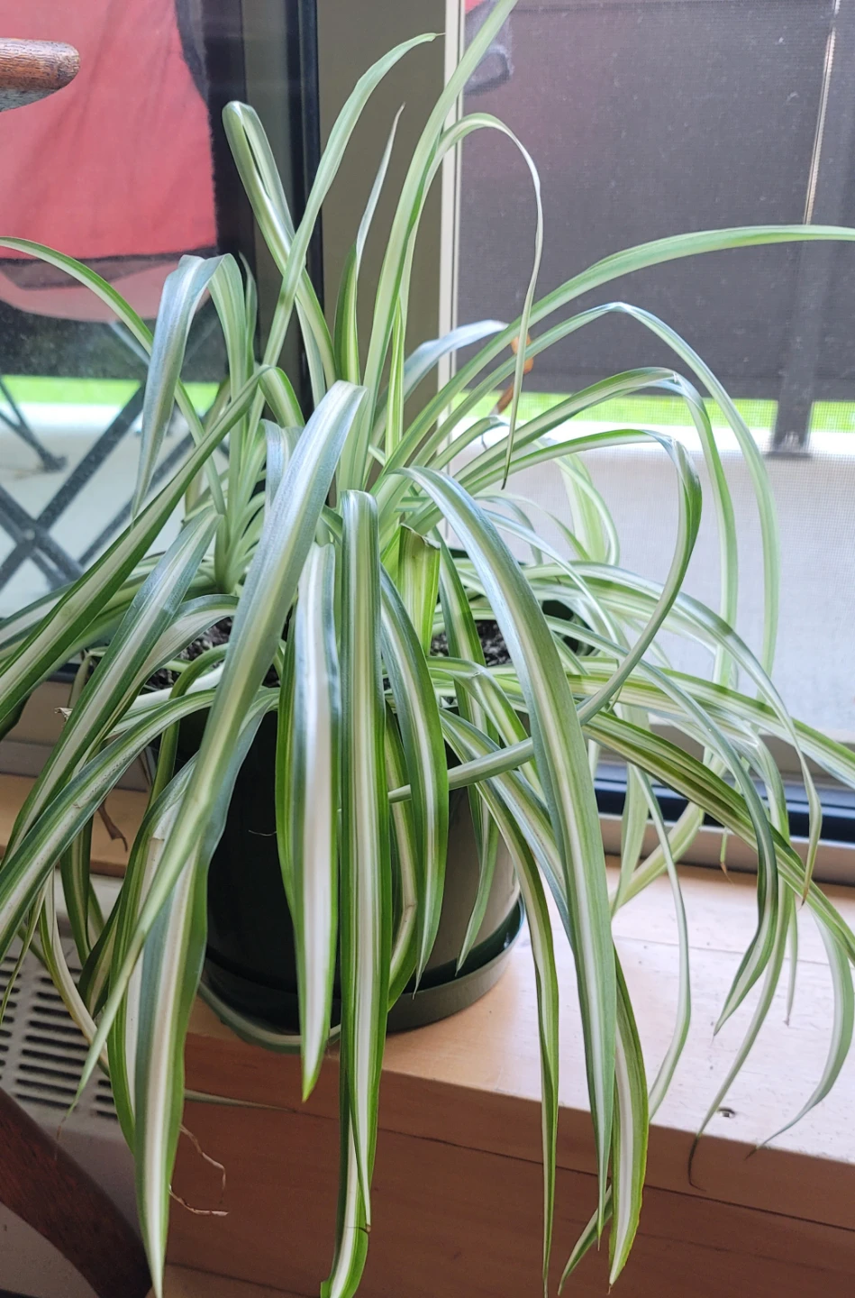Spider Plant