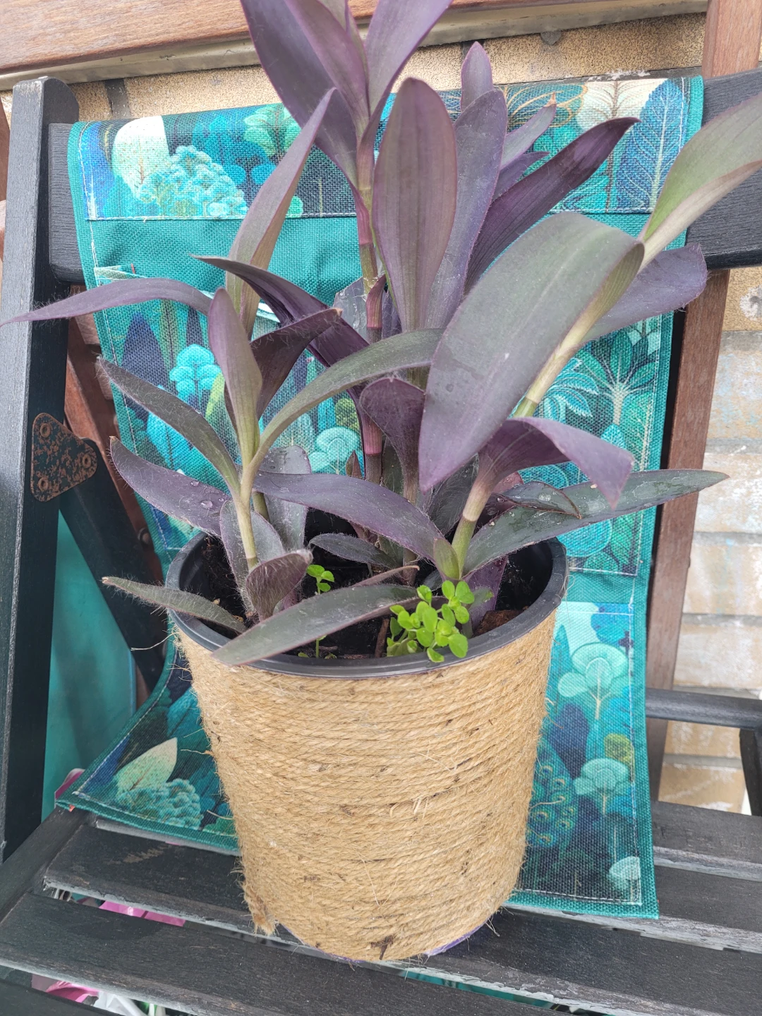 Purple Heart Plant - photo 2